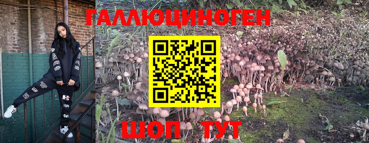 Галлюциногенные грибы Psilocybine cubensis Донской